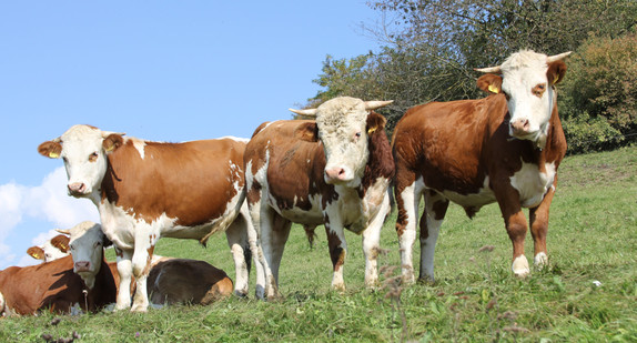 Rinder auf der Weide (Bild: © MLR)