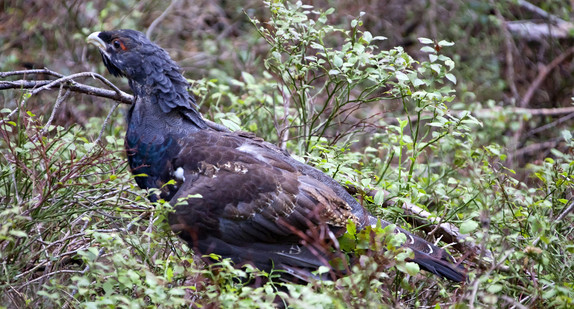 Ein Auerhuhn steht im Wald.