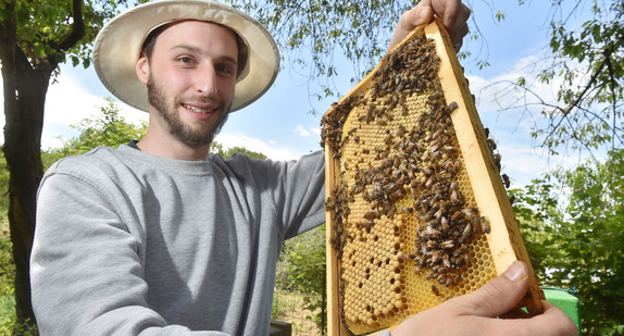 Ein Imker zeigt eine Wabe mit Drohnenbrut von Bienen. (Foto: © dpa)