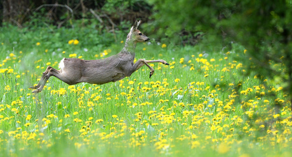 Ein Reh springt bei Bodnegg (Baden-Württemberg) über eine Wiese, auf der Löwenzahn blüht. (Bild: picture alliance/Felix Kästle/dpa)