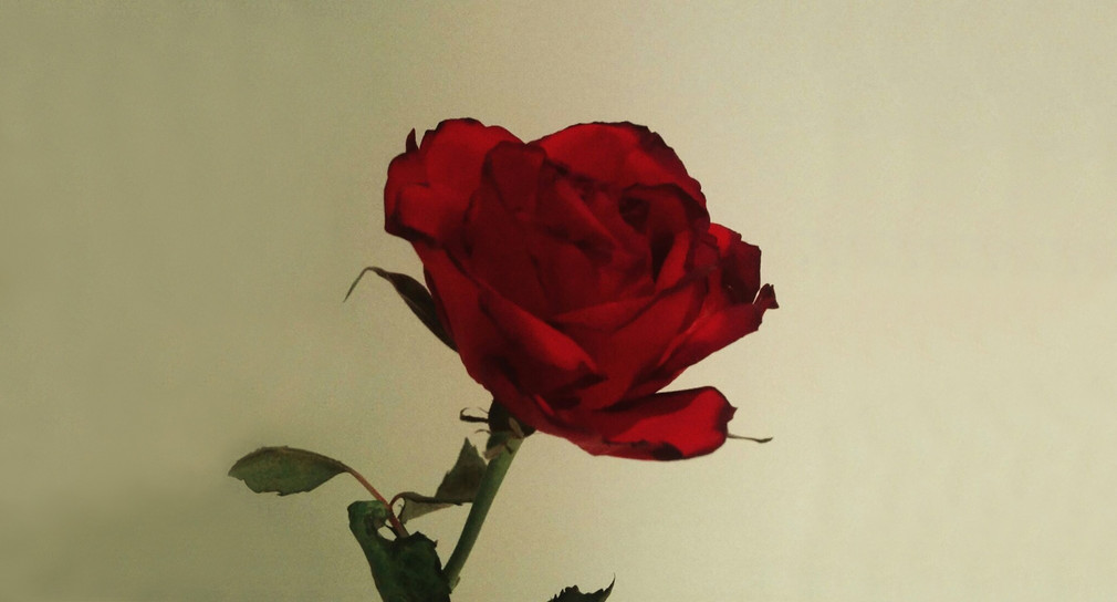 Eine einzelne Rose