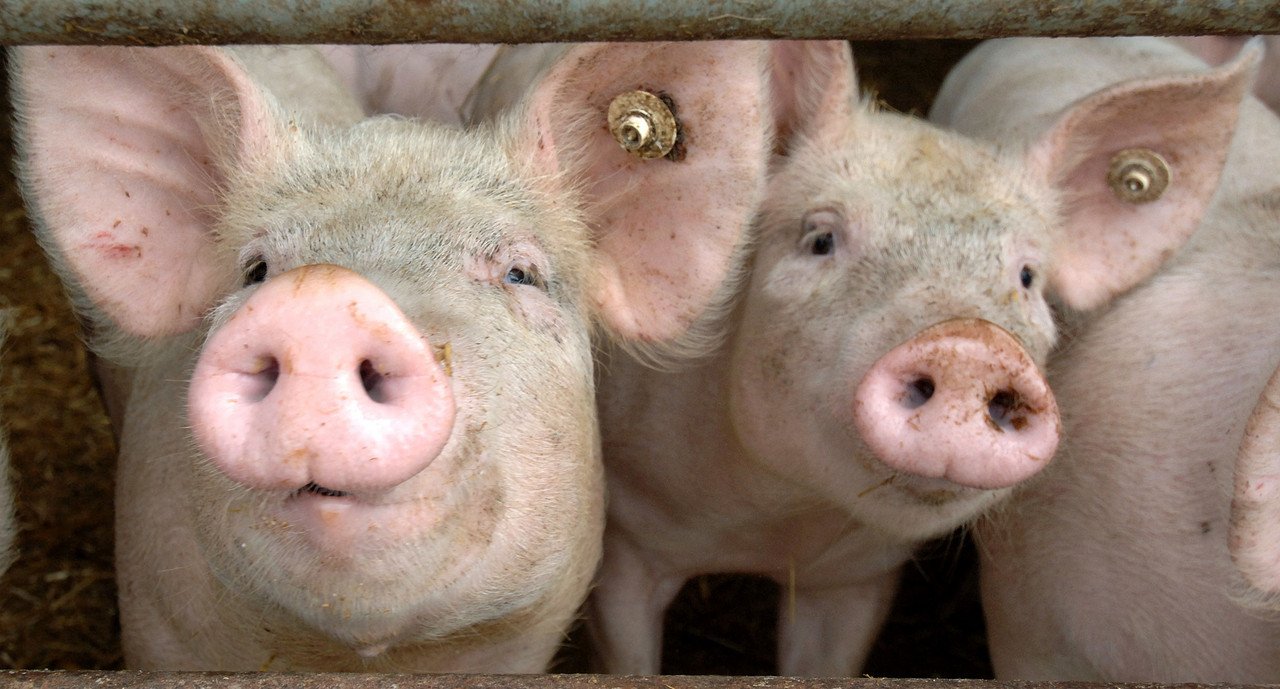 Zukunft der Schweinefleischproduktion in Süddeutschland