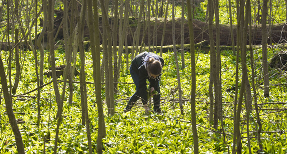 Eine Frau sammelt in einem Wald Bärlauchblätter ein, die den Waldboden fast komplett bedecken. (Bild: dpa)