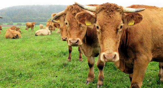 Limpurger Rinder stehen auf einer Weide. (Bild: dpa)