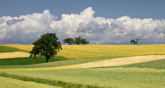 Landwirtschaftliche Fläche im Bauland. (Bild: Elke Lehnert / Landesamt für Geoinformation und Landentwicklung)