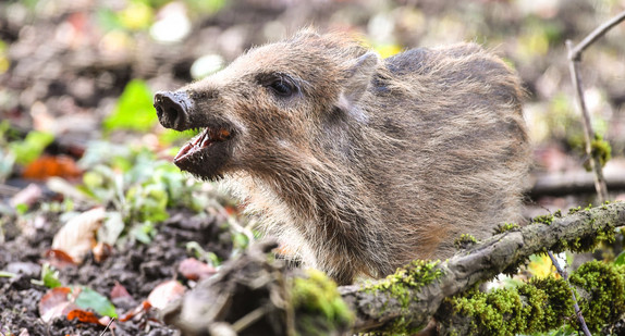 Ein wenige Wochen alter Frischling zerbeißt im Wildpark bei Ravensburg (Baden-Württemberg) eine Walnuss. (Foto: dpa)