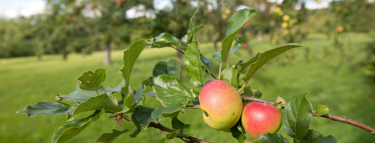 Apfelbäume stehen auf einer Streuobstwiese (Foto: dpa)