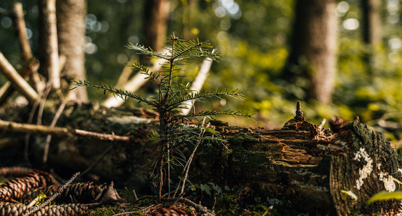 Ein junger Baum im Wald