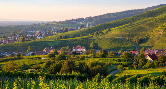 Blick auf die Weinberge und Baden-Baden