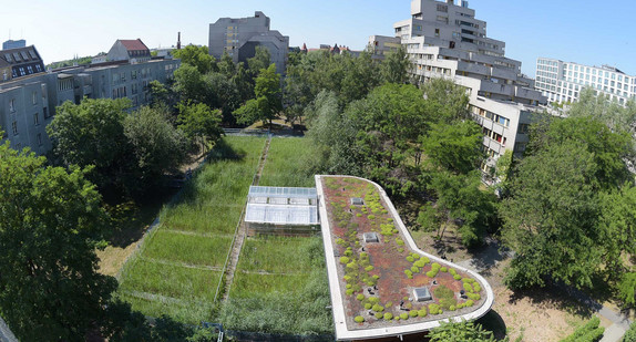 Eine Schilffläche und ein begrüntes Dach Eine Schilffläche und ein begrüntes Dach