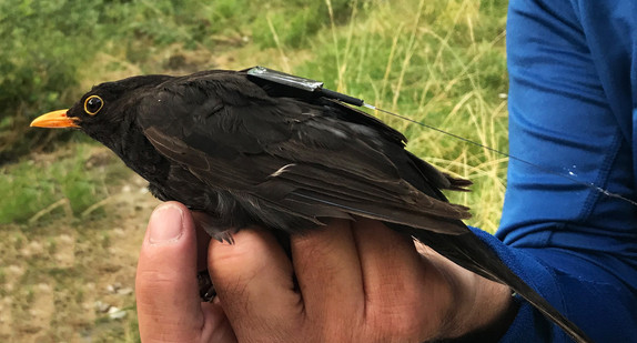 Amsel mit einem ICARUS-Sender (Bild: © picture alliance/-/MPI für Ornithologie/MaxCine/dpa)