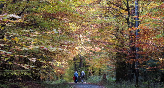 Wanderer gehen bei Reichelsheim durch den herbstlichen Odenwald (Hessen).