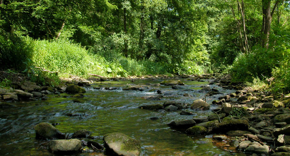 Elzbach im Odennwald