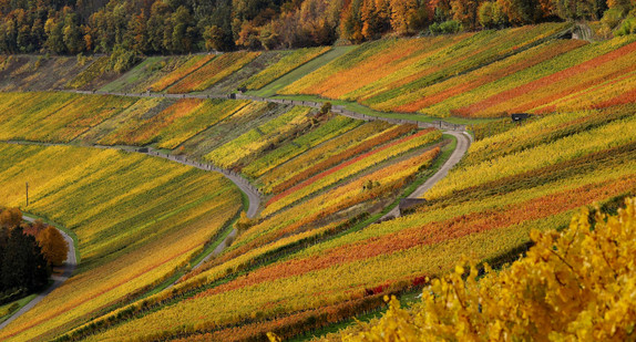 Weinberge in Württemberg Weinberge in Württemberg