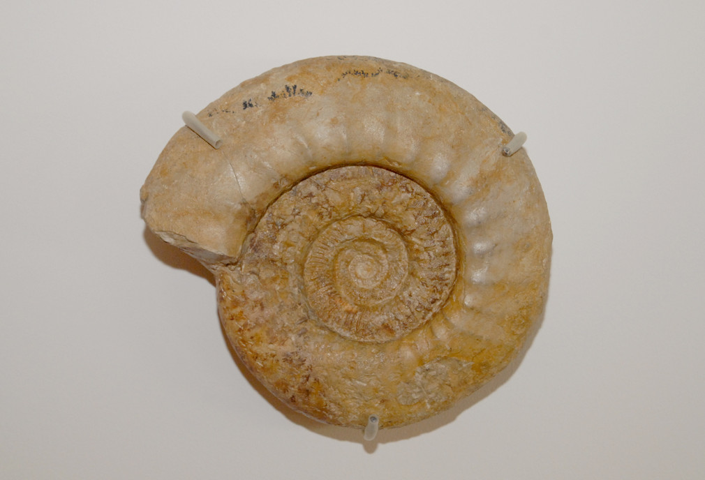 Ein 150 Millionen Jahre alte Ammonit (Progeronia sp., Weißer Jura – Kimmeridge), der beim Bau des Albaufstiegs der A 7 bei Westhausen gefunden wurde, wirbt in Berlin für die Schwäbische Alb.