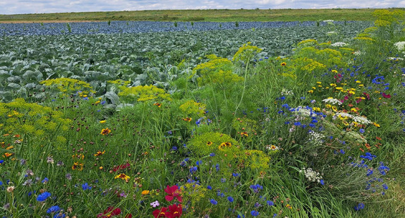 Feld mit Blühstreifen