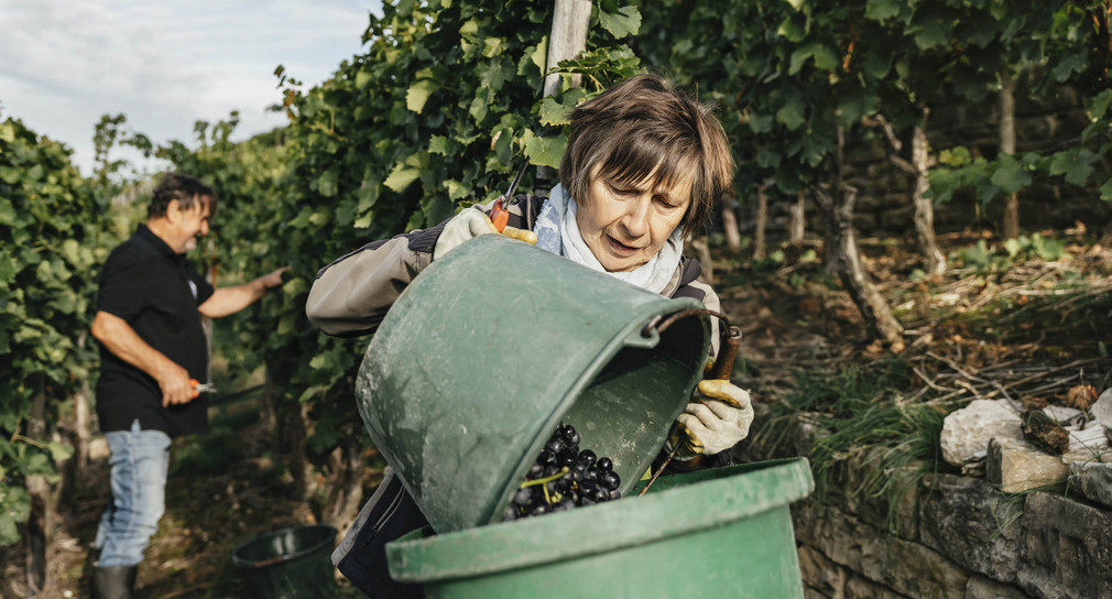 Eine Frau und ein Mann bei der Weinlese.