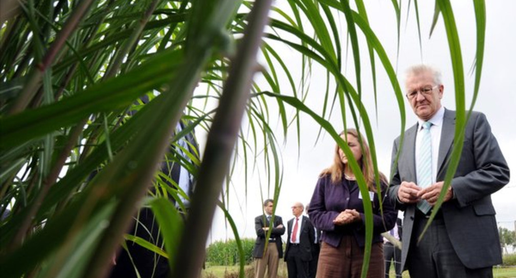Ministerpräsident Winfried Kretschmann steht am Donnerstag (28.07.2011) auf dem Freigelände der Universität Hohenheim an einem Versuchsfeld für nachwachsende Rohstoffe neben Miscanthus-Gras. (Foto: dpa)