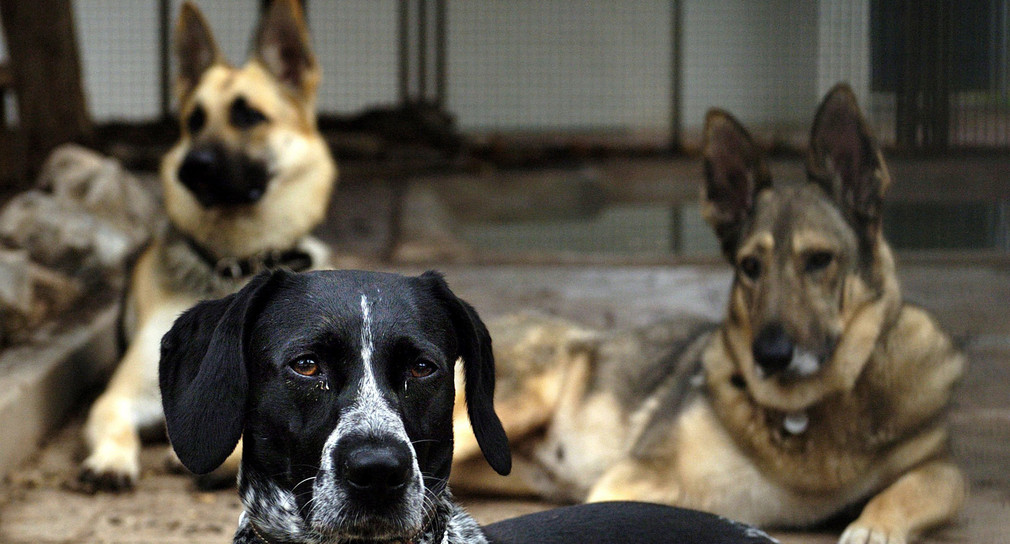 Hunde im Tierheim (Foto: dpa)
