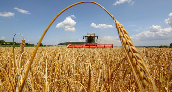 Ein Mähdrescher erntet in Langenenslingen-Andelfingen ein Getreidefeld mit Wintergerste ab. (Bild: picture alliance/Thomas Warnack/dpa)