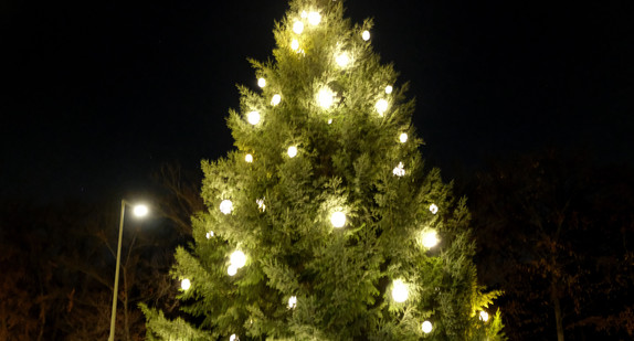 Die traditionelle Weihnachtstanne vor der Landesvertretung stammt in diesem Jahr aus Weisenbach im Murgtal.