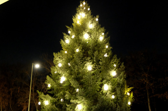 Murgtal-Tanne aus Weisenbach vor der Landesvertretung in Berlin Die traditionelle Weihnachtstanne vor der Landesvertretung stammt in diesem Jahr aus Weisenbach im Murgtal.