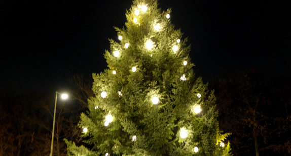 Die traditionelle Weihnachtstanne vor der Landesvertretung stammt in diesem Jahr aus Weisenbach im Murgtal.